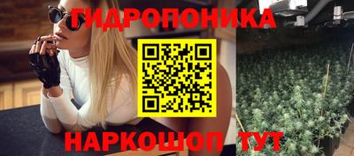 индика Кингисепп